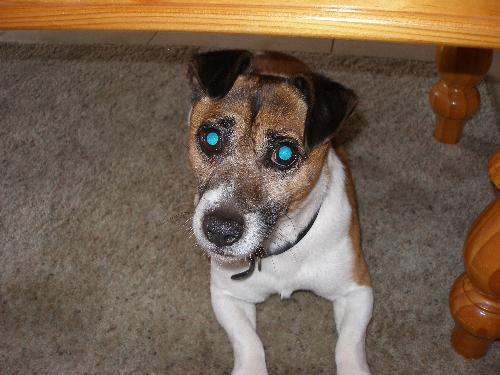 Ari - Ari, little Jack Russell