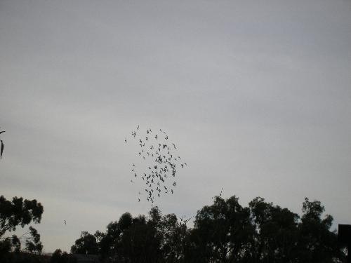 Birds circling - flock of Birds circling.