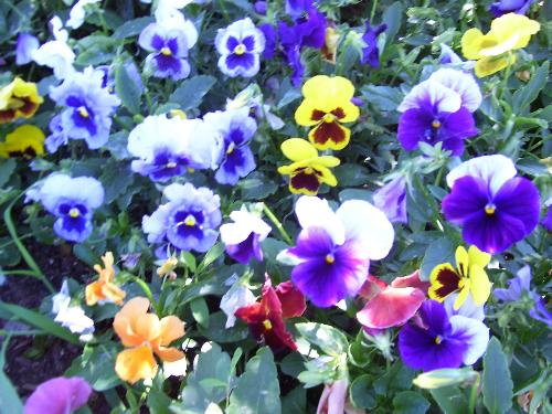 Pansies at a flowerbed at the Rolling Hills Zoo. - Each one of them is different, just like my friends. Seeing pansies always makes me feel cheerful.