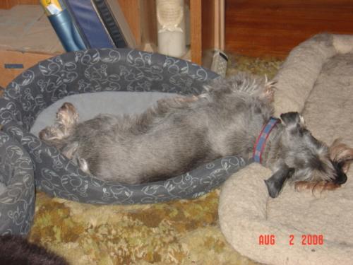 Fritz-sleeping - photo of my dog Fritz sleeping