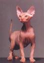 Sphynx - The hairless Sphynx cat breed
