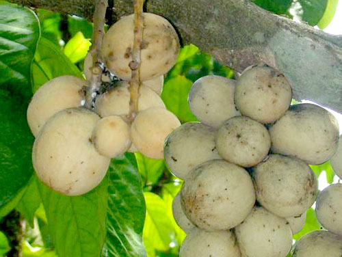 Lanzones - Langsat - Langsat is the english word for the philippines lanzones.