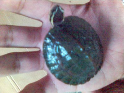 Billie: The Turtle - This is Billie, the pet turtle of my friend Ramon. I was holding Billie with my open palm in this picture.