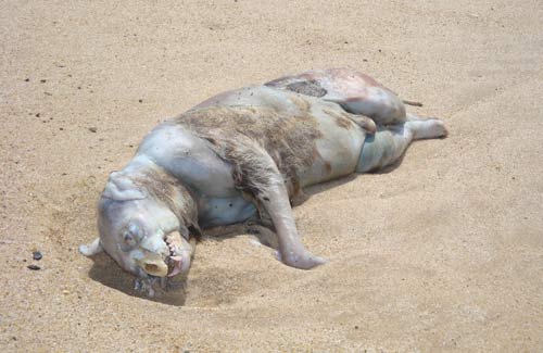 Montauk Monster - What is this, this what showed up on the shores of Montauk N.Y (LongIsland). This is the creature that showed up near the Seaside Inn. People this is no a fack its very real and noone know what it is. People think that it might be a alien, some belive a demon, or some sort of demon monster. Some think its a dog. Some even think its a turtle with no shell. It has a beck, well anyway I think its pretty freaky. Does anyone have any idea what this might be.