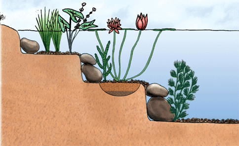 Aquatic Plants - Plants which grow in Water.