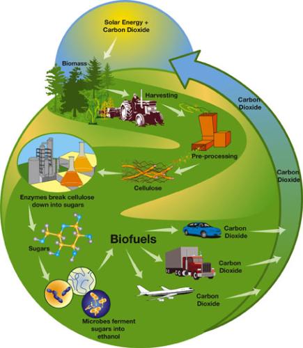 Biofuel - The future of Automobiles is Bio fuel. Due to Petroleum Products shortage