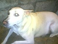camila is her name - she is my favorite dog.