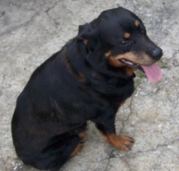 Jasmine - We found Jasmine behind our shop. She is a Rottie and very well trained. At first we thought she was injured. We were relieved that she was not. She is between 5 and 6 years of age. She is very gentle and sweet. She has shown no sign of aggression whatsoever. She is a blessed addition to our family.