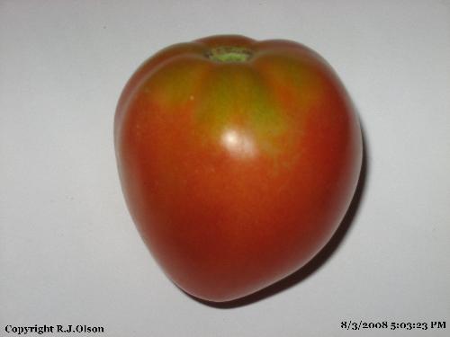 Patio Hybrid Tomato - This plant isgrowing in my yard in Minnesotano as a patio version.  Doing very well also.