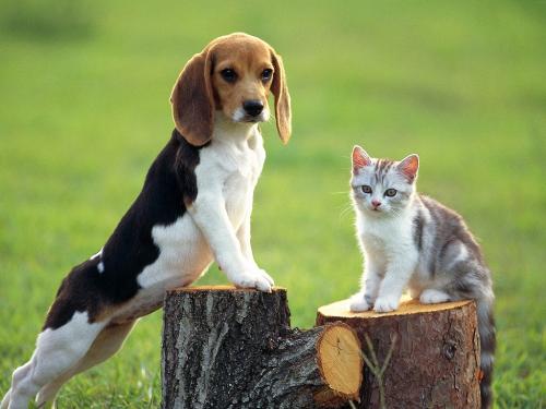 cute - thinking!