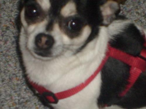 My other Baby Scrappy - This is a handful, and the Boss