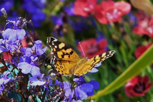 Butterfly - a garden visitor