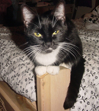R.I.P. Bootsy - My precious kitty who was hit by a car and was killed back in March. I miss her. But I SWEAR she possess my older cat's body sometimes. Lol.
