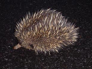 An Australian Echidna - This little guy was trying to cross the road at dusk when we came flying along in our car. We were going to try and help him but he rolled into a ball. He is wounded already and rather than continue across the road, he eventually returned to his starting point - we watched him from a safe distance. I mentioned his wife would be anxious because he was getting home so late.