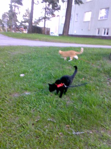 my two cats  - my two cats outside the apartment with leashes.