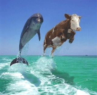 Work Ethics - Dolphin & Cow