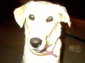 Posing - My pup wanted her pic taken!