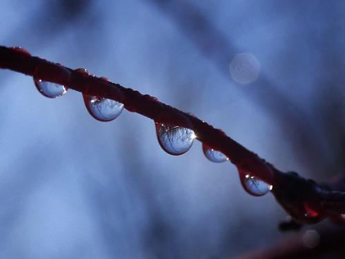 Raindrops - some rain drops falling off a stick