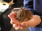Bunny In Hand - A bunny in the hand of her/his owner