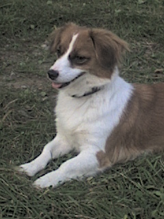 nina  - Catelusa mea , o dulceata de catel.My dogs,Categories of a sweet.
