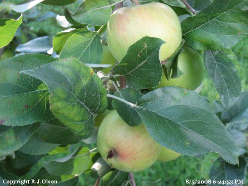 Geting Red - The sunshine has been great so far for my apples. Geting Red - The sunshine has been great so far for my apples.