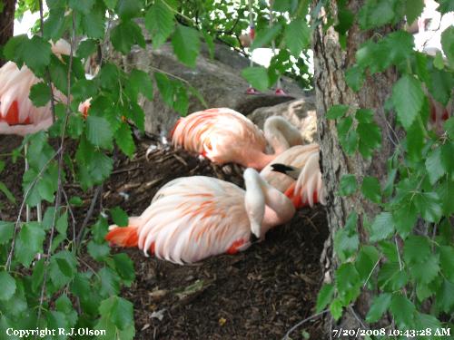 Flamingos - Nest sitting flamingos.