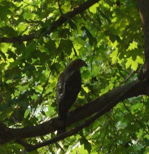 Hawk in a Tree - This is one of the Hawks that are chasing the birds away from my yard.