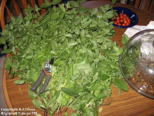 Fresh Picked - A nice grouping of freshly picked mint from my Minnesota garden.