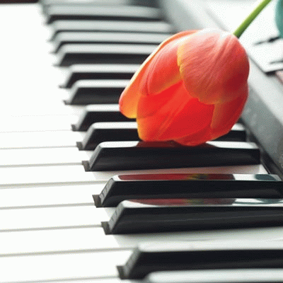 piano and flower - music is flowers, delights people