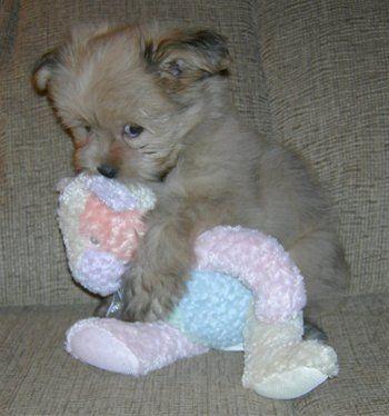 dont steal mr. teddy - dont steal mr. teddy, or he shall turn into fwuffy destroyer of the worlds