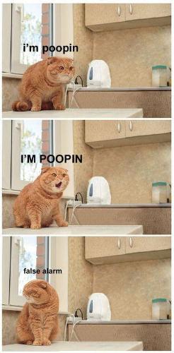 funnt cat - hes pooping....nevermind