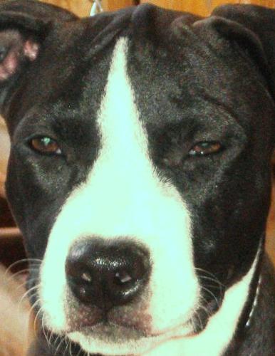 my adorable pet - her name is garah..she's a 4 mos. old pitbull..my husband and i love her so much that she often sleeps and play with us..isn't she cute...though some people fear her physical feature,to us she's a baby...