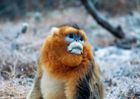 what is monkey watching? - You can guess what is monkey watching? bananas?