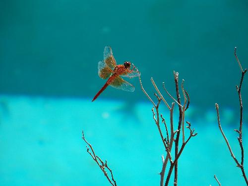 Dragon Fly - Dragon fly that is sitting on a dead rose bush