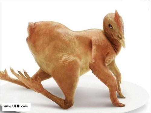 naked animal 3 - roast chicken