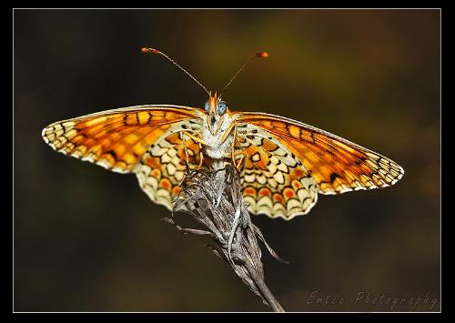 butterfly - this is a photo of a butterfly i took recently.