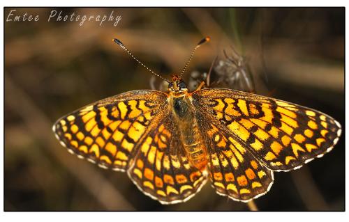 butterfly - this is a recent photo of a butterfly. 