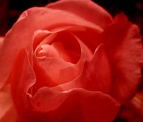 rose - rose grown by my wife