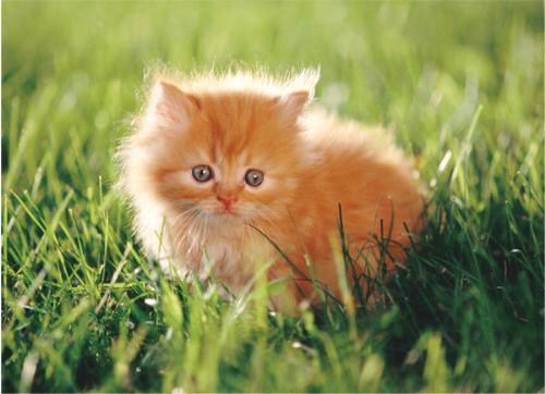 Puzzled looking kitten  - Puzzled looking kitten