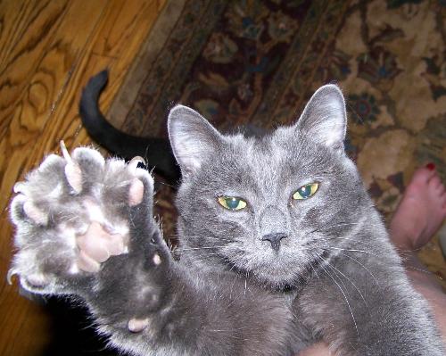 Paulie Bleeker - This is one of my cats. His name is Bleeker but for long (no not short) I call him Pauly Bleeker.