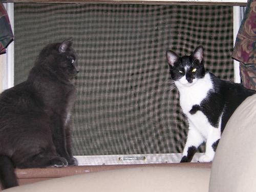 Bleeker and Page - This is Bleeker with my other cat, Page Wellington. She was adopted through a program that specifically saves the cats that are trapped in the old Wellington Hotel on State Street, Albany, New York