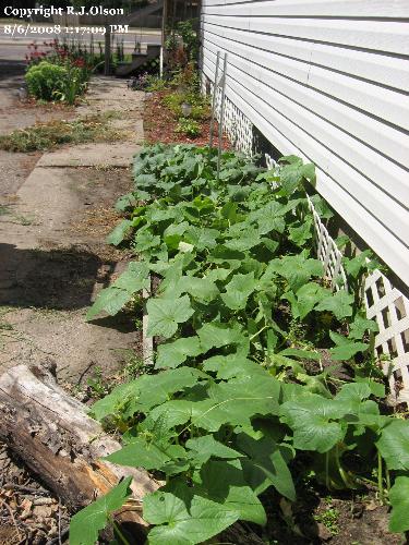 Cucumber Plants - Two pickling plants and one straight 8 cuke plant here. Cucumber Plants - Two pickling plants and one straight 8 cuke plant here.