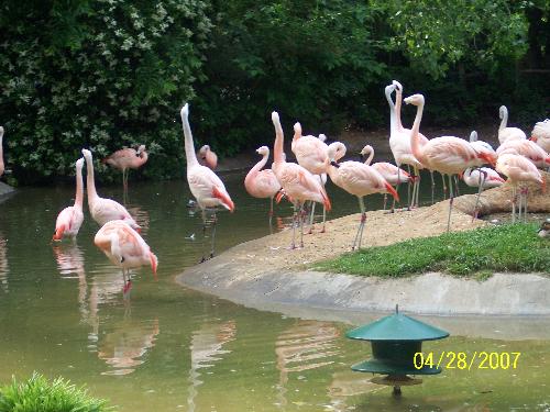 pink flamingo's - Taken at the Ft.Worth zoo.