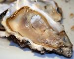 raw oyster - A shucked raw oyster.