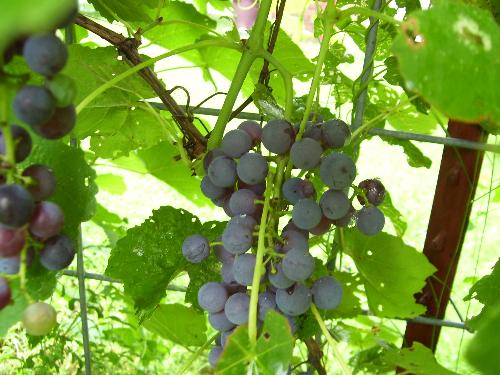 My grapes growing - I have almost more grapes than I can eat this year. How are yours doing?