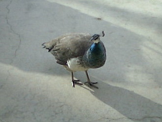 Female Peafowl - Female Peafowl looking to snack on some more of the cats food.