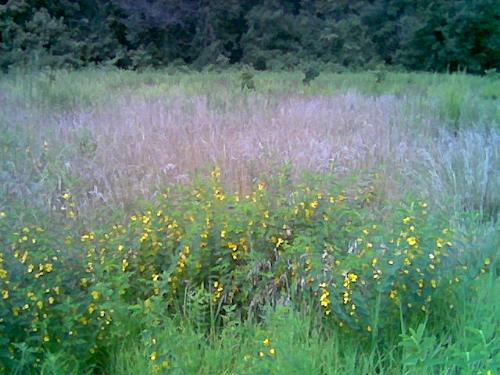 More scene of Silver Creek Preserve - It is very beautiful and quiet around the Silver Creek Preserve. Anyone who loves nature would fall in love with this place.