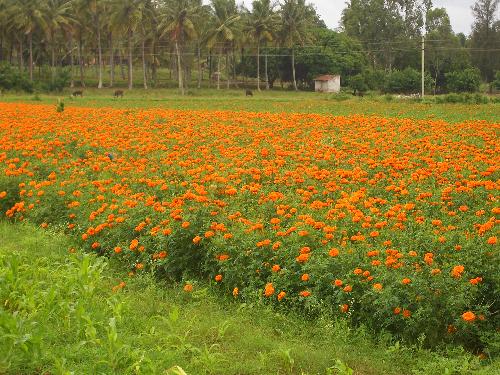 Garden - From Belur, India