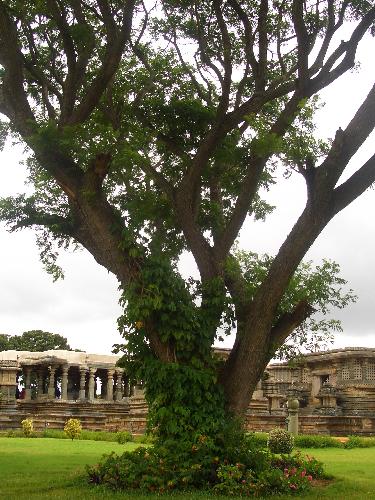 Gaint Tree - Belur India