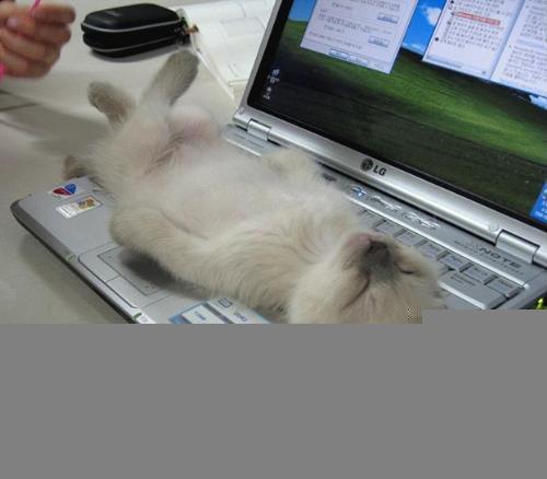 Cat sleeping - I can not respond to any e-mails today..... Something Crashed on my computor and my mouse is missing......